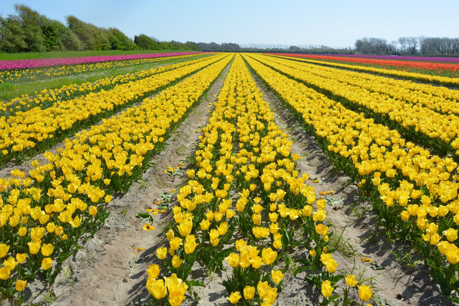 Nikon D5200 sample photo. Flowers, flowers tulips, fields photography