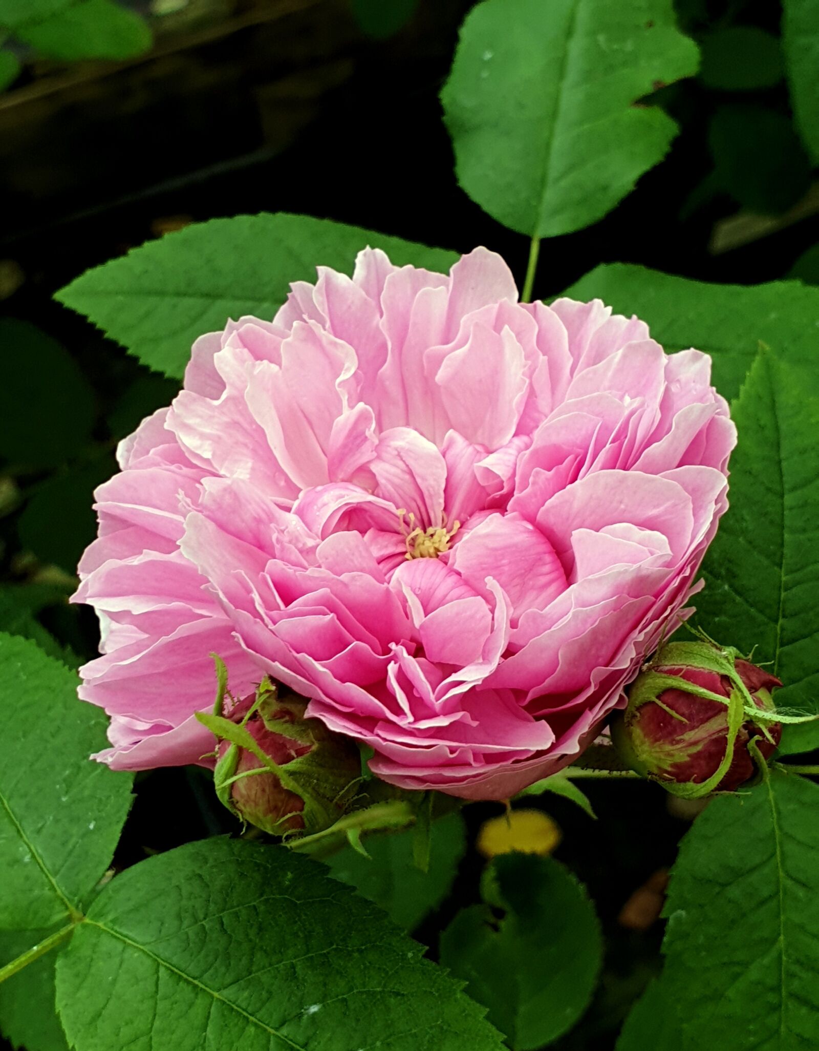 Samsung Galaxy S9+ sample photo. Flower, bloom, rose photography