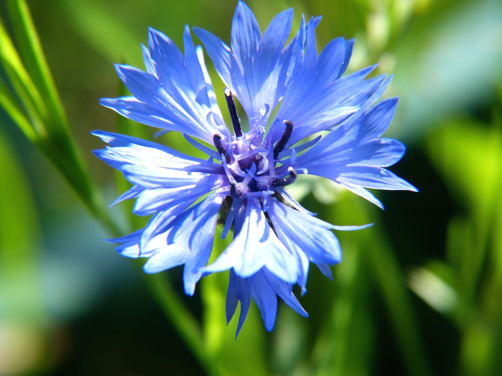 Panasonic Lumix DMC-FZ150 sample photo. Flower, blue, blue flower photography