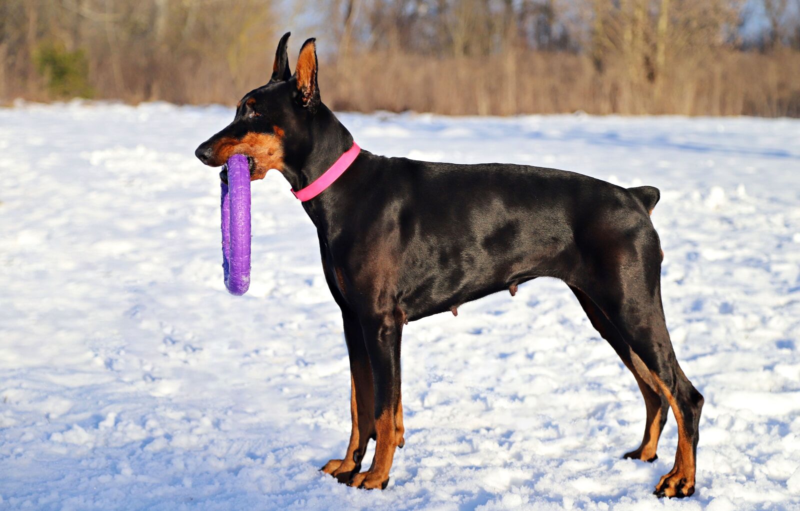 Canon EOS 6D Mark II sample photo. Doberman, dog, hoop photography