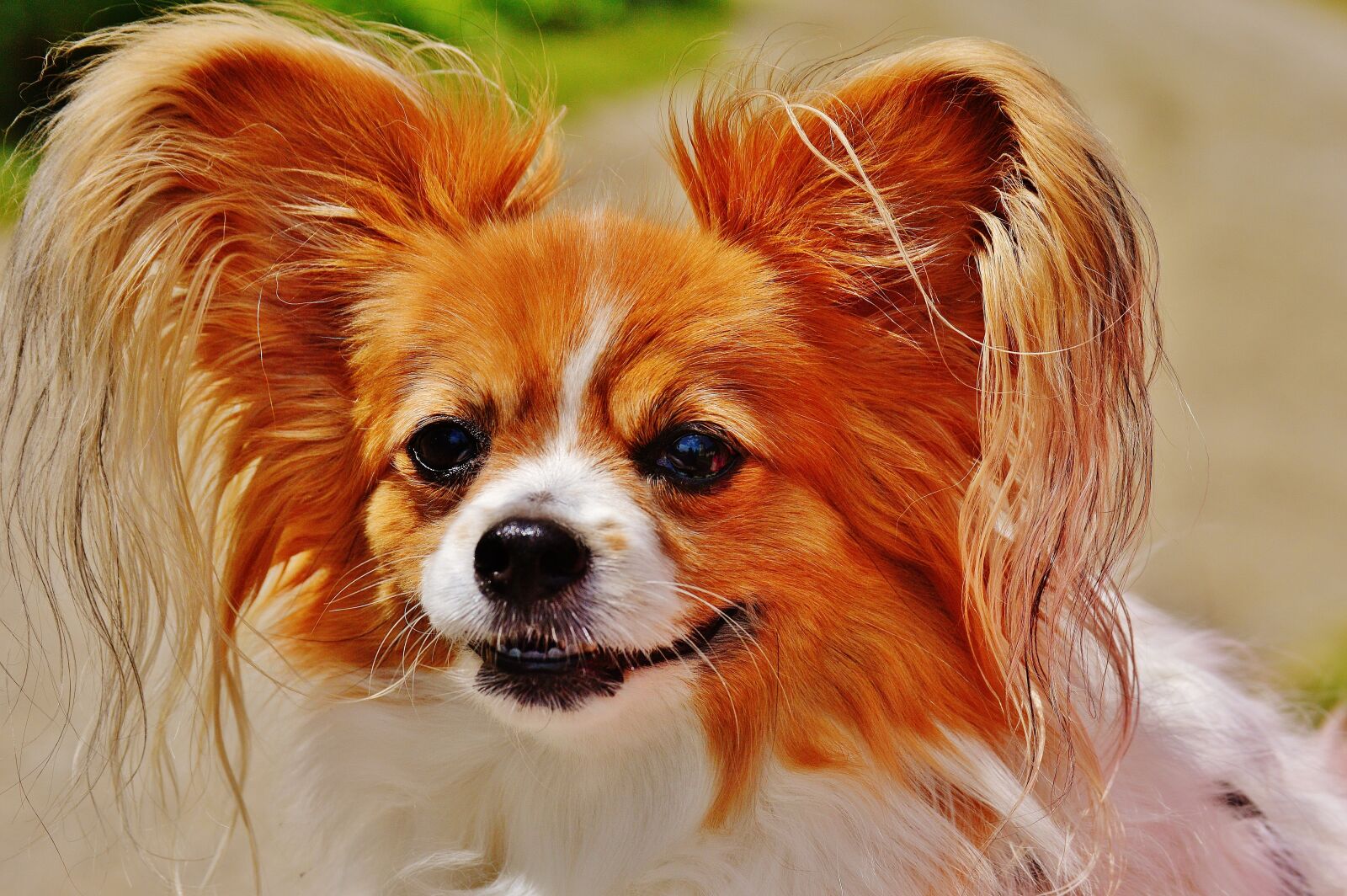 Nikon D3200 sample photo. Dog, chihuahua, cute photography