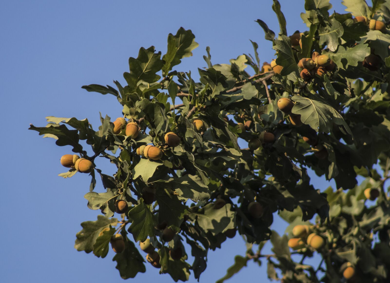 Canon EF 75-300mm f/4-5.6 USM sample photo. Oak branch, acorns, leaves photography