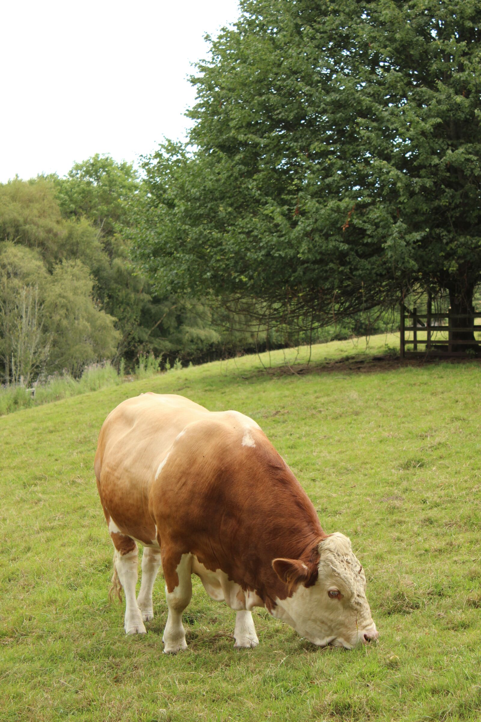 Canon EOS 600D (Rebel EOS T3i / EOS Kiss X5) sample photo. Ireland, field, cow photography