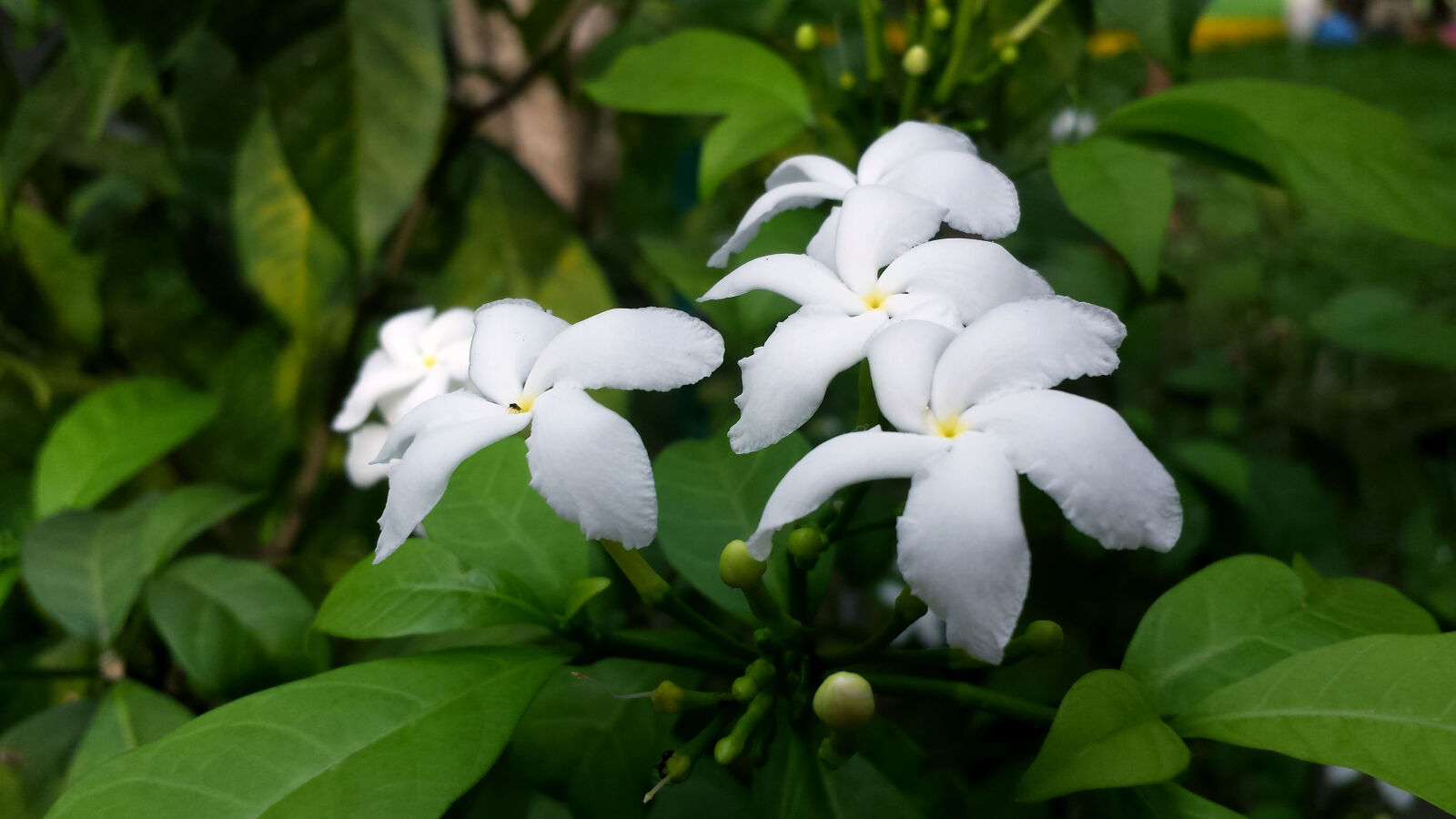 Samsung Galaxy S4 sample photo