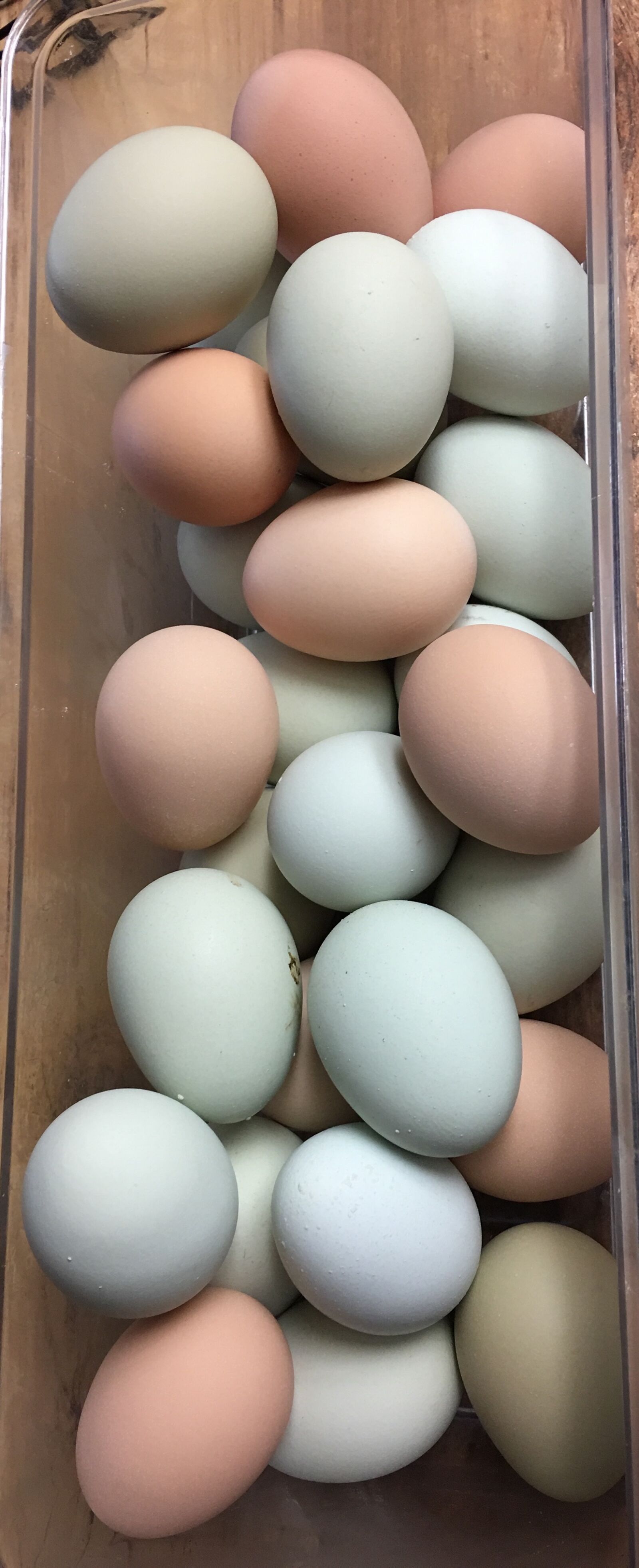 Apple iPhone 6s Plus sample photo. Eggs, farm, fresh photography