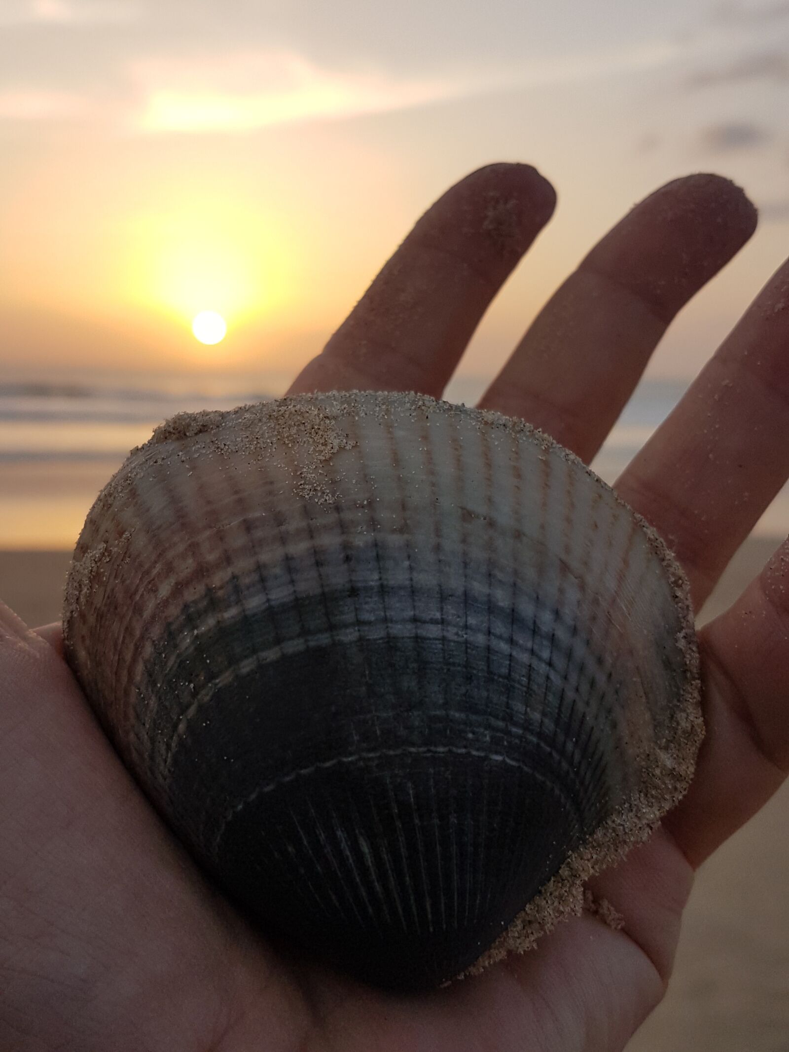 Samsung Galaxy S7 sample photo. Shell, sunset, sea photography