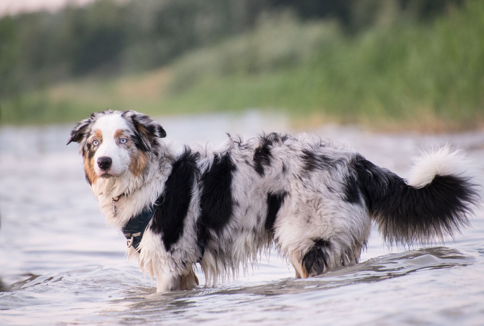 Nikon D3300 sample photo. Dog, animal, mammal photography
