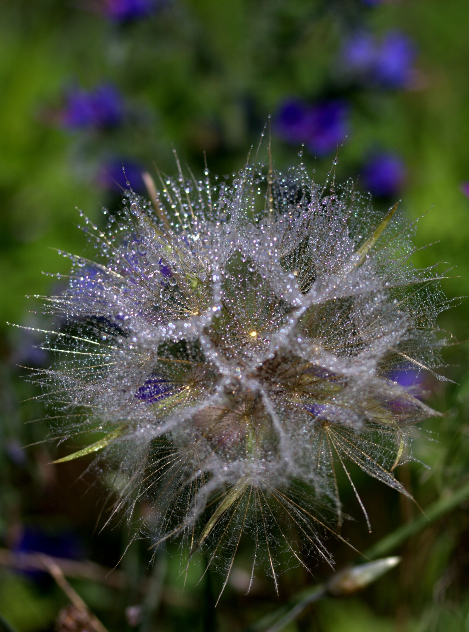 Canon EF-S 60mm F2.8 Macro USM sample photo. Dandelion, plant, drops photography