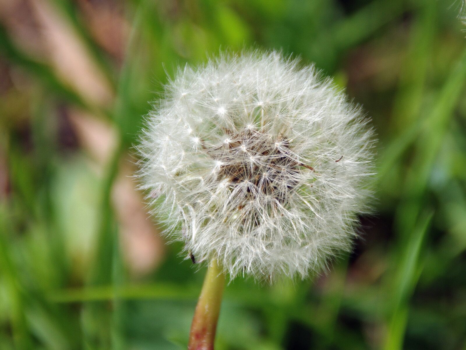 Pentax K-5 sample photo. Dandelion, fruit, umbel photography