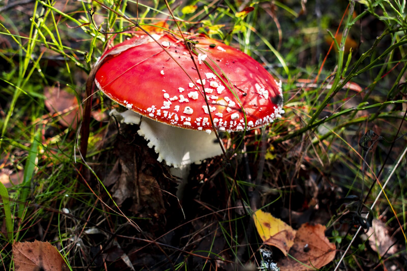 Nikon D3500 sample photo. Amanita, mushroom, foliage photography