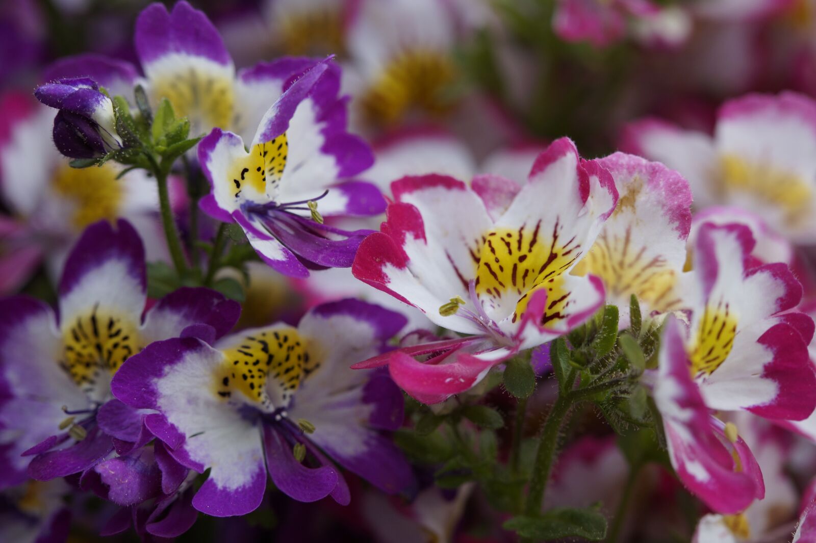 Sony SLT-A58 sample photo. Bauernorchidee, flowers, bloom photography
