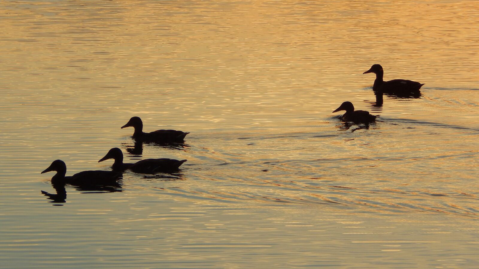 Nikon Coolpix L830 sample photo. Birds, ducks, lake photography