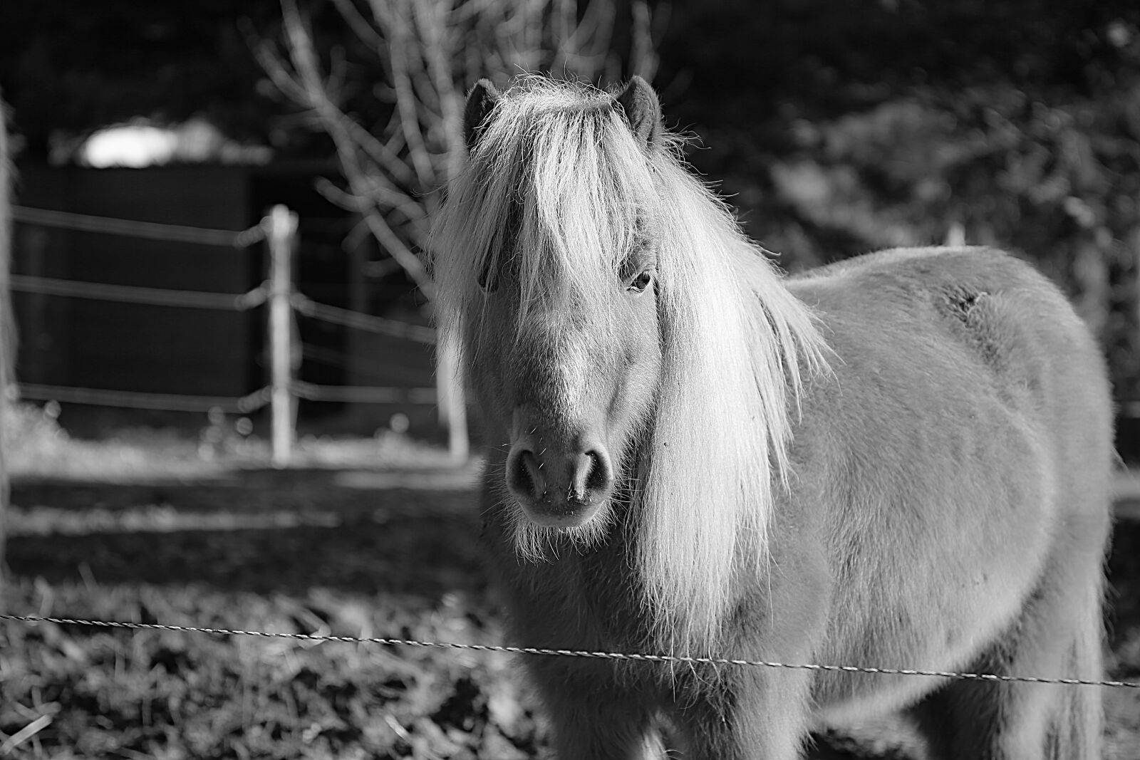Canon EOS 5D Mark III sample photo. Horse, mane, horseback riding photography