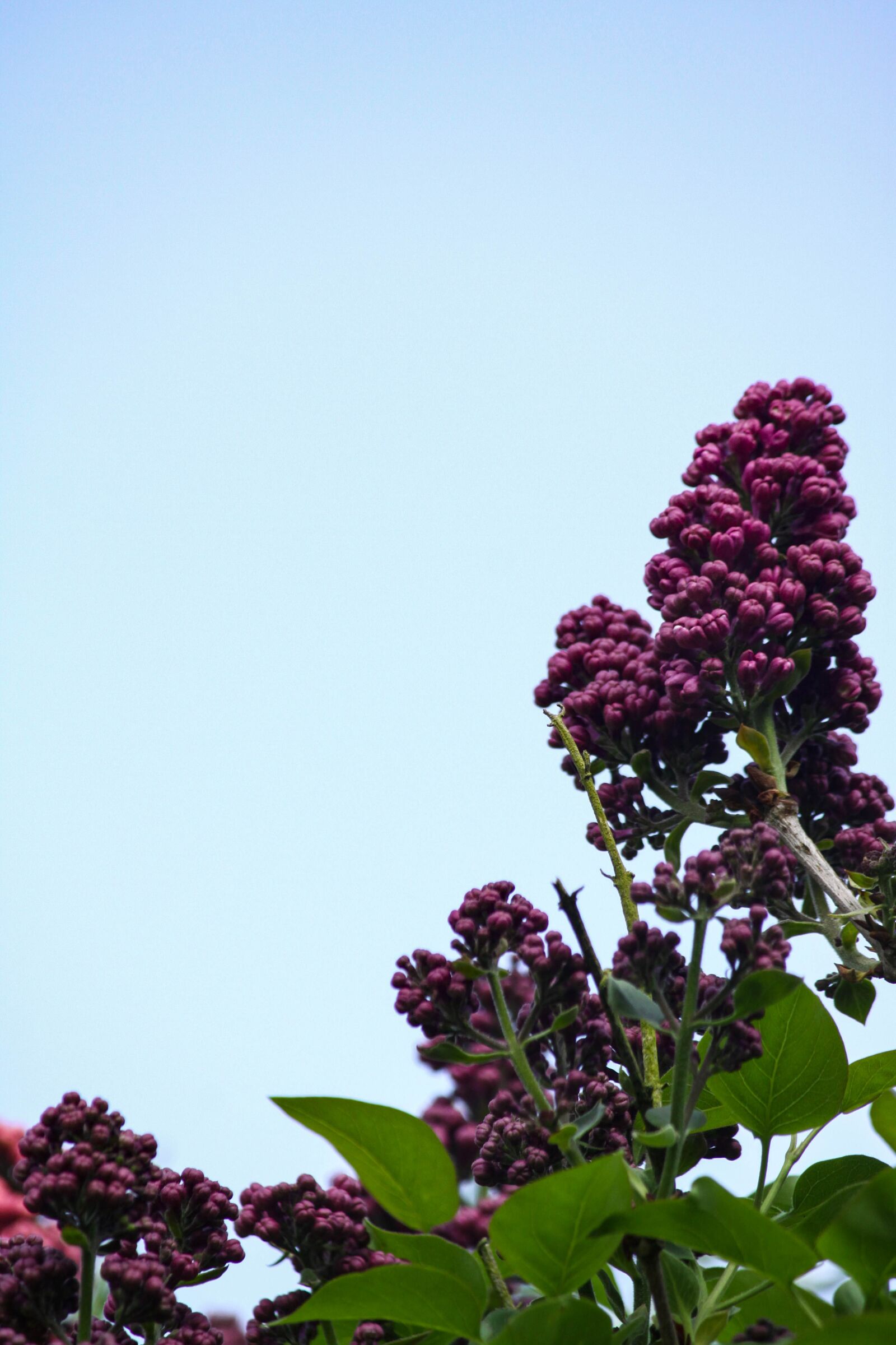Canon EOS 50D sample photo. Lilac, tree, garden photography