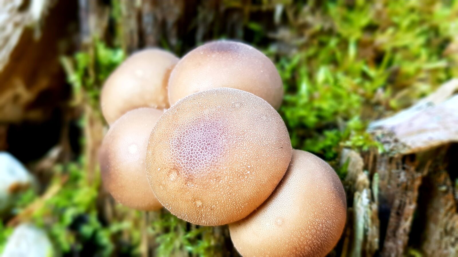 Samsung Galaxy S7 Edge sample photo. Mushroom, tree stump, moss photography