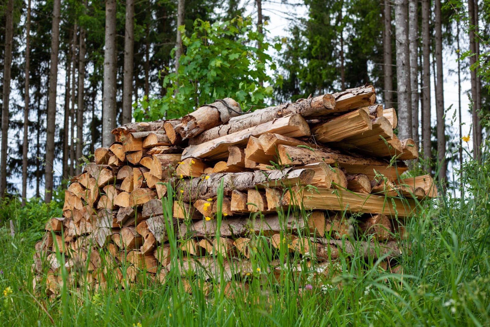 Canon EF 50mm F1.8 II sample photo. Holzstapel, wood, energy photography
