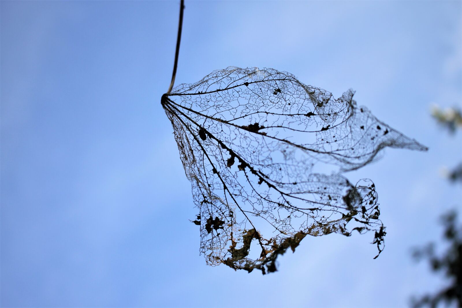 Canon EOS 500D (EOS Rebel T1i / EOS Kiss X3) sample photo. Leaf, dry, forest photography