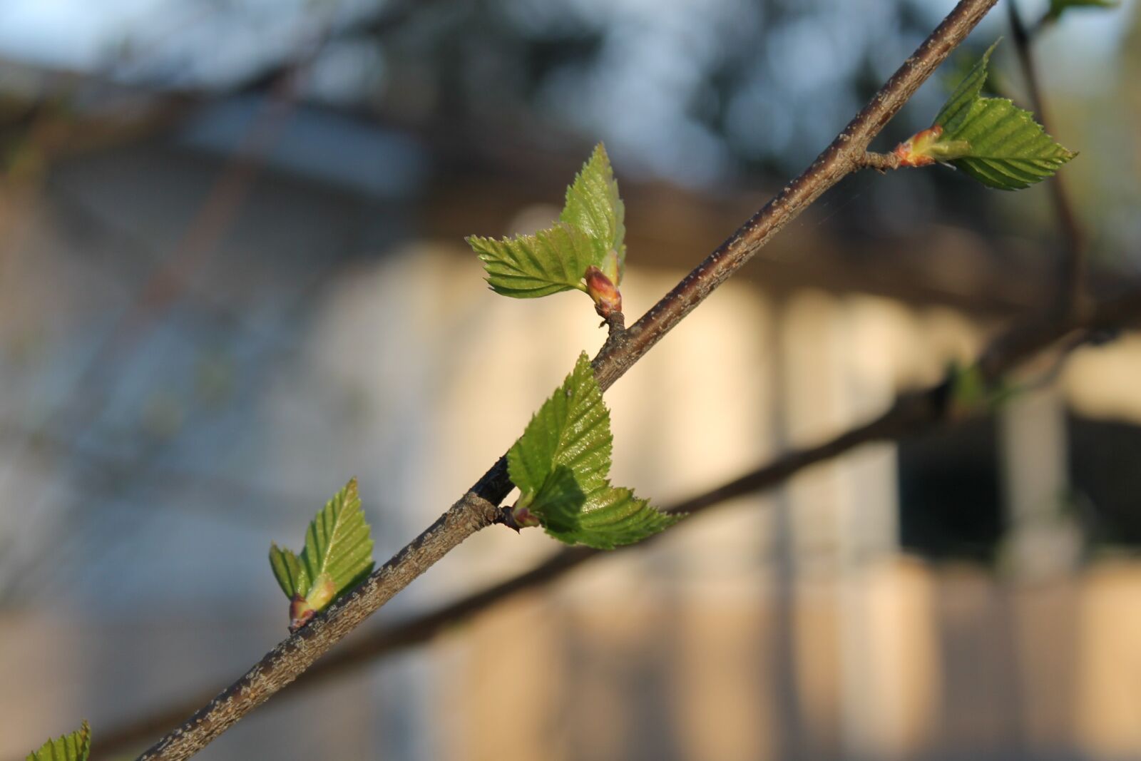 Canon EOS 1100D (EOS Rebel T3 / EOS Kiss X50) sample photo. Birch, spring, eye photography