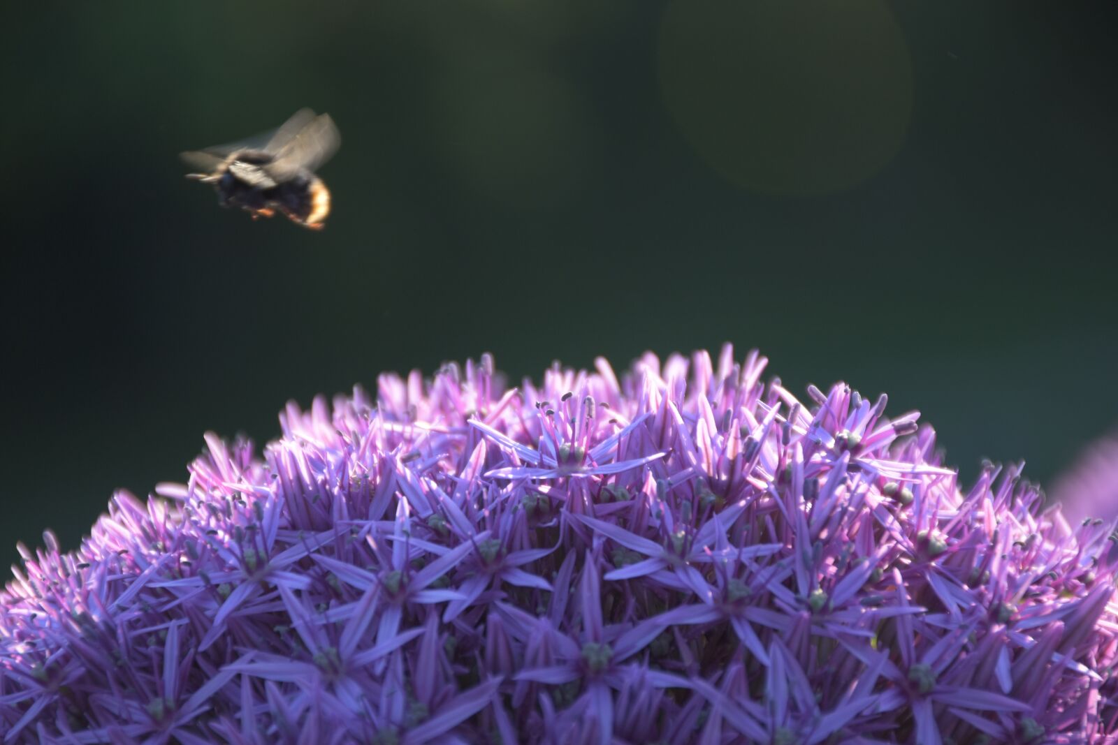 Nikon D5600 sample photo. Flower, hummel, spring photography