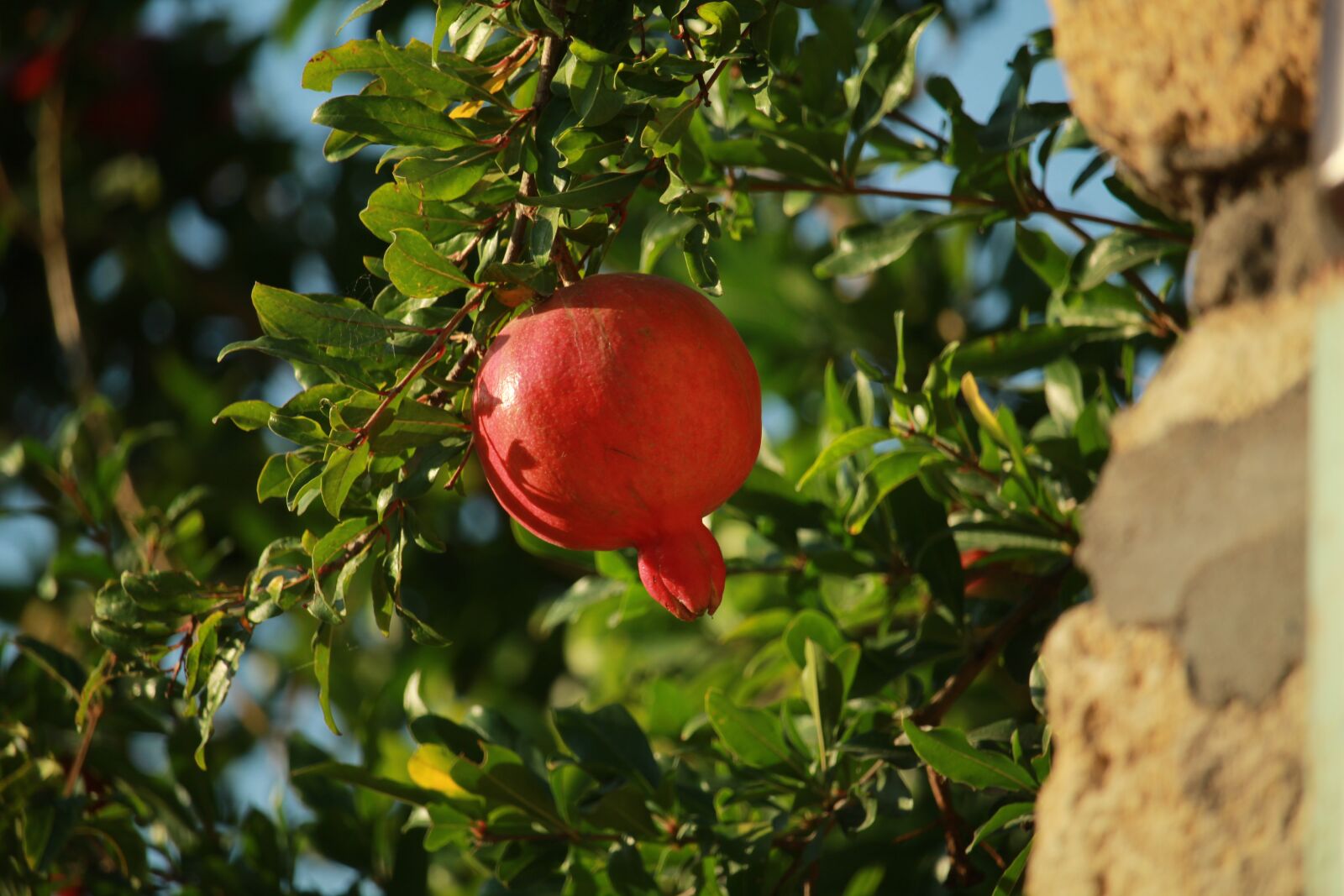 Canon EOS 1200D (EOS Rebel T5 / EOS Kiss X70 / EOS Hi) sample photo. Pomegranate, ripe, red photography