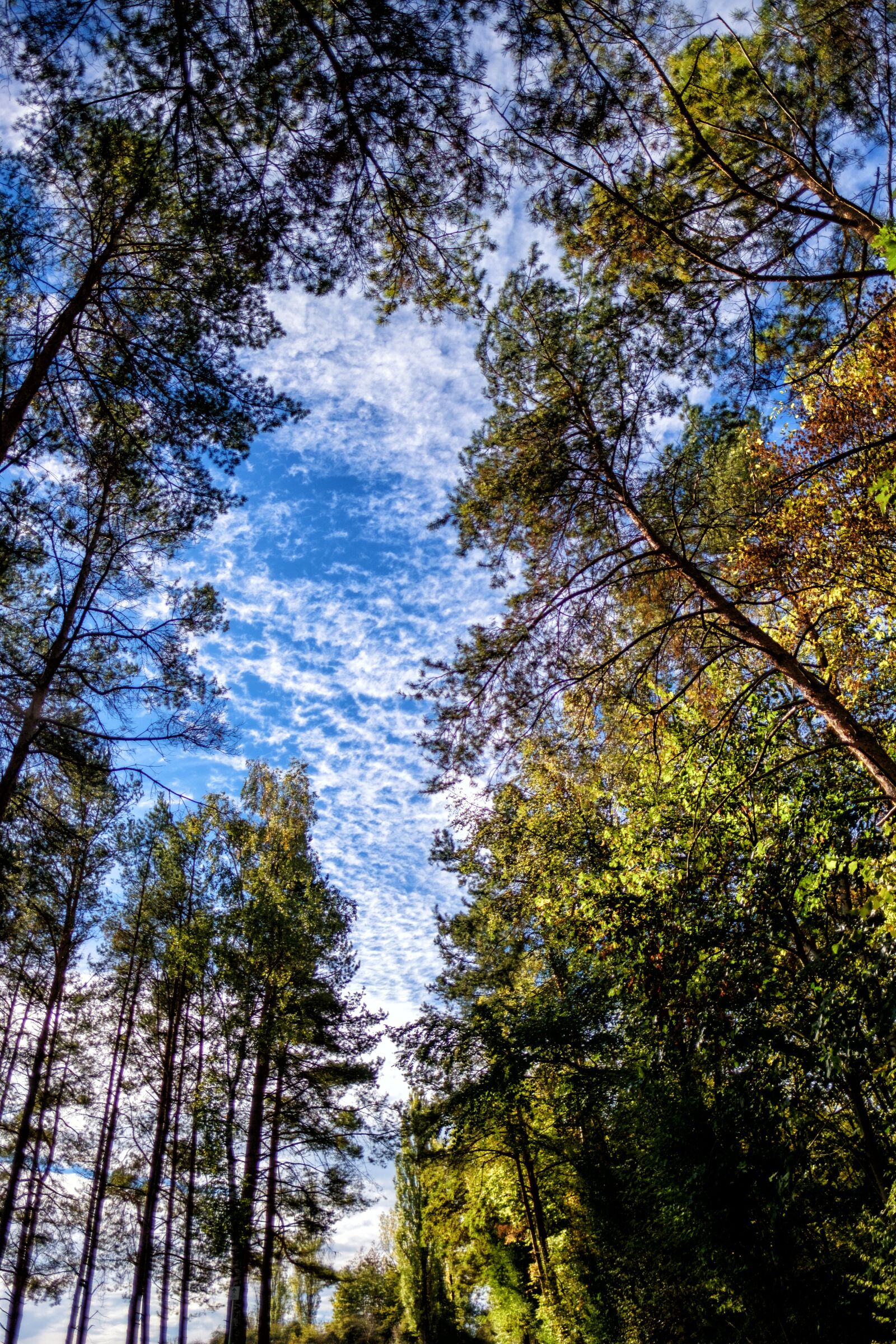 Fujifilm X-T2 + Fujifilm XF 16mm F1.4 R WR sample photo. Forest, trees, sky photography