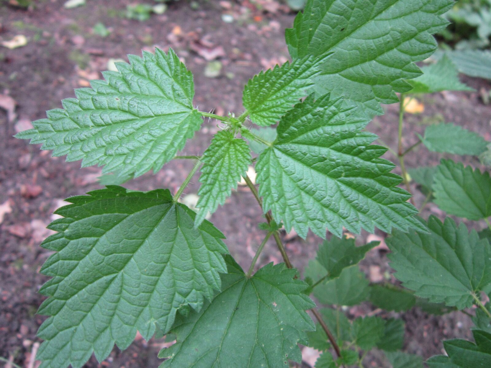 Canon PowerShot A3300 IS sample photo. Herb, medicinal, herbs, nettle photography