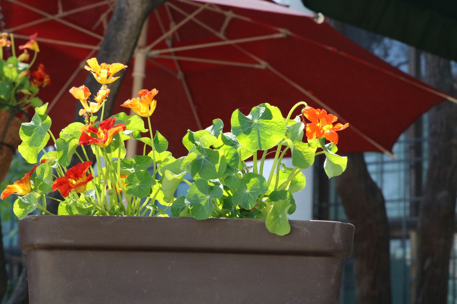 Canon EOS 750D (EOS Rebel T6i / EOS Kiss X8i) sample photo. Flowers, nature, plants photography