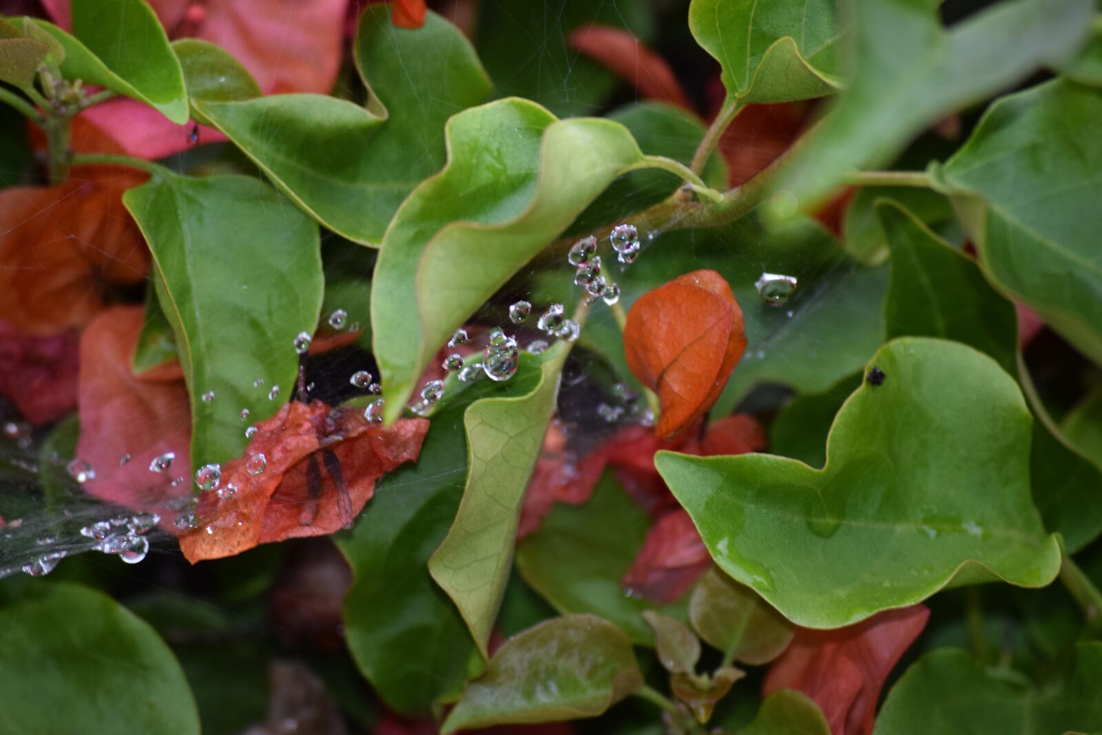 Nikon D3300 sample photo. Water drops, web, morning photography