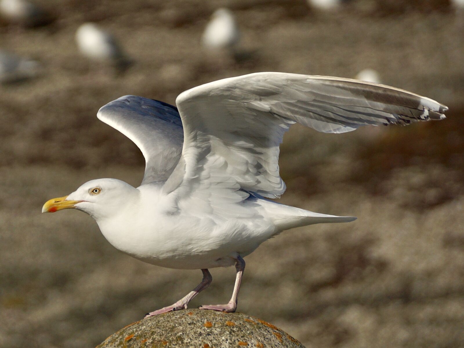 Sony DT 55-300mm F4.5-5.6 SAM sample photo. Gull, departure, start photography