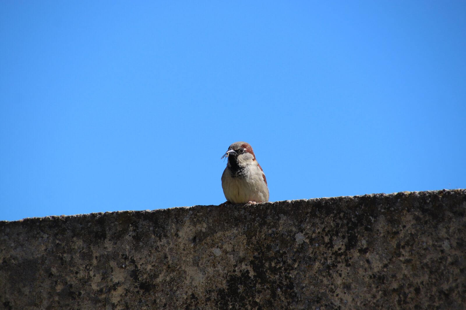 Canon EOS 800D (EOS Rebel T7i / EOS Kiss X9i) sample photo. Sparrow, bird, solitaire photography