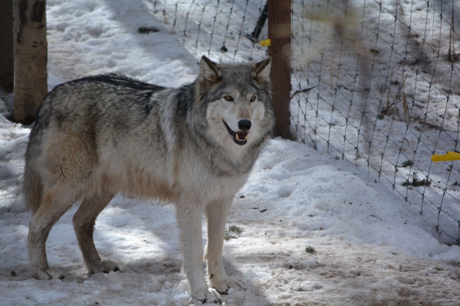 Nikon D7100 sample photo. Wolf, outside, snow gray photography