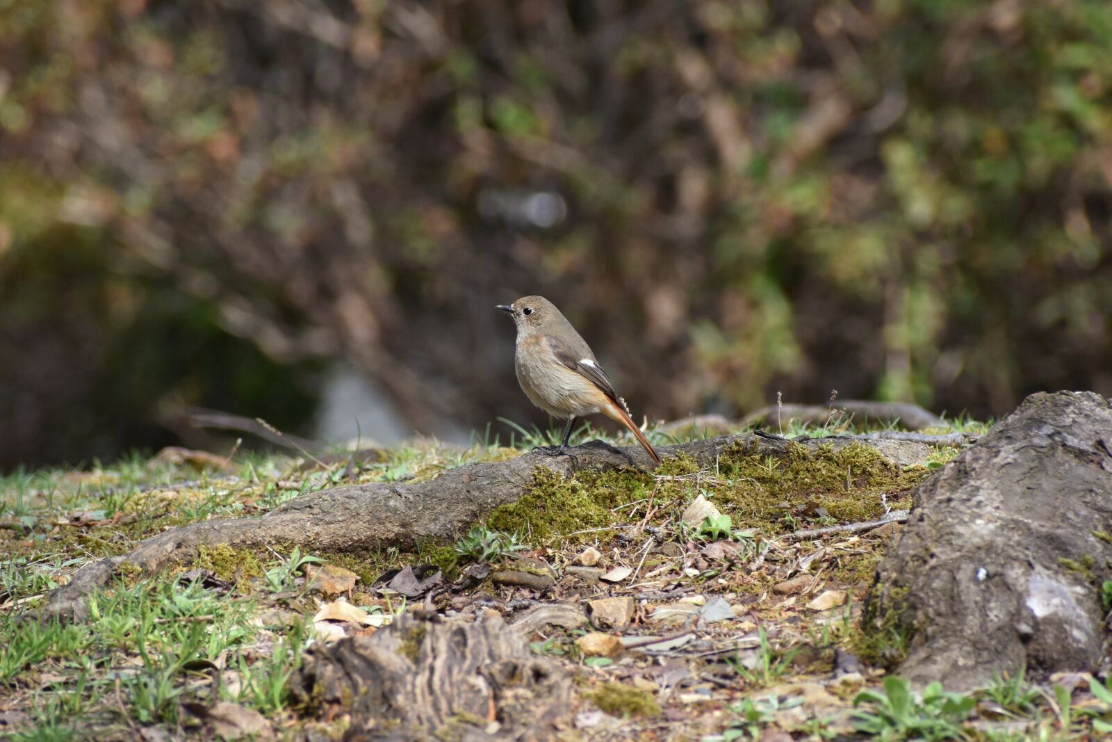Nikon D7200 sample photo. Animal, grass, rock photography