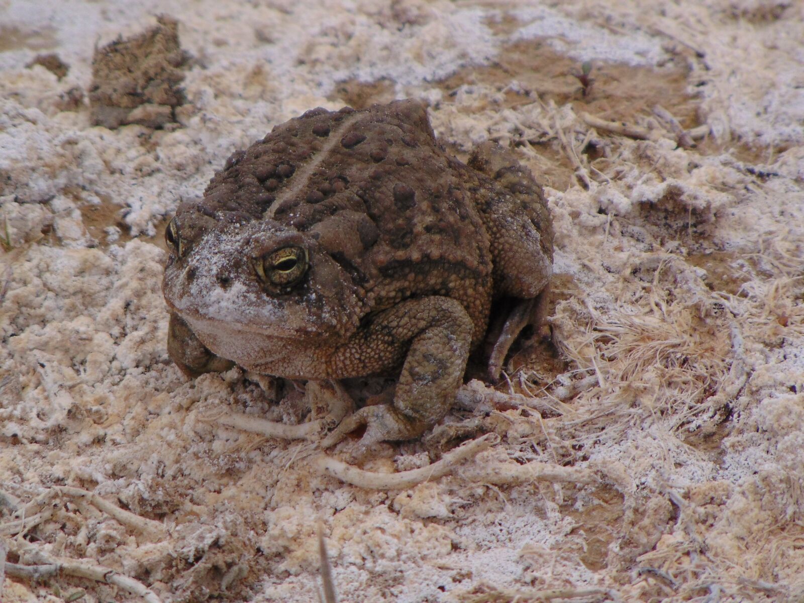 Sony Cyber-shot DSC-H300 sample photo. Toad, frog, jump photography