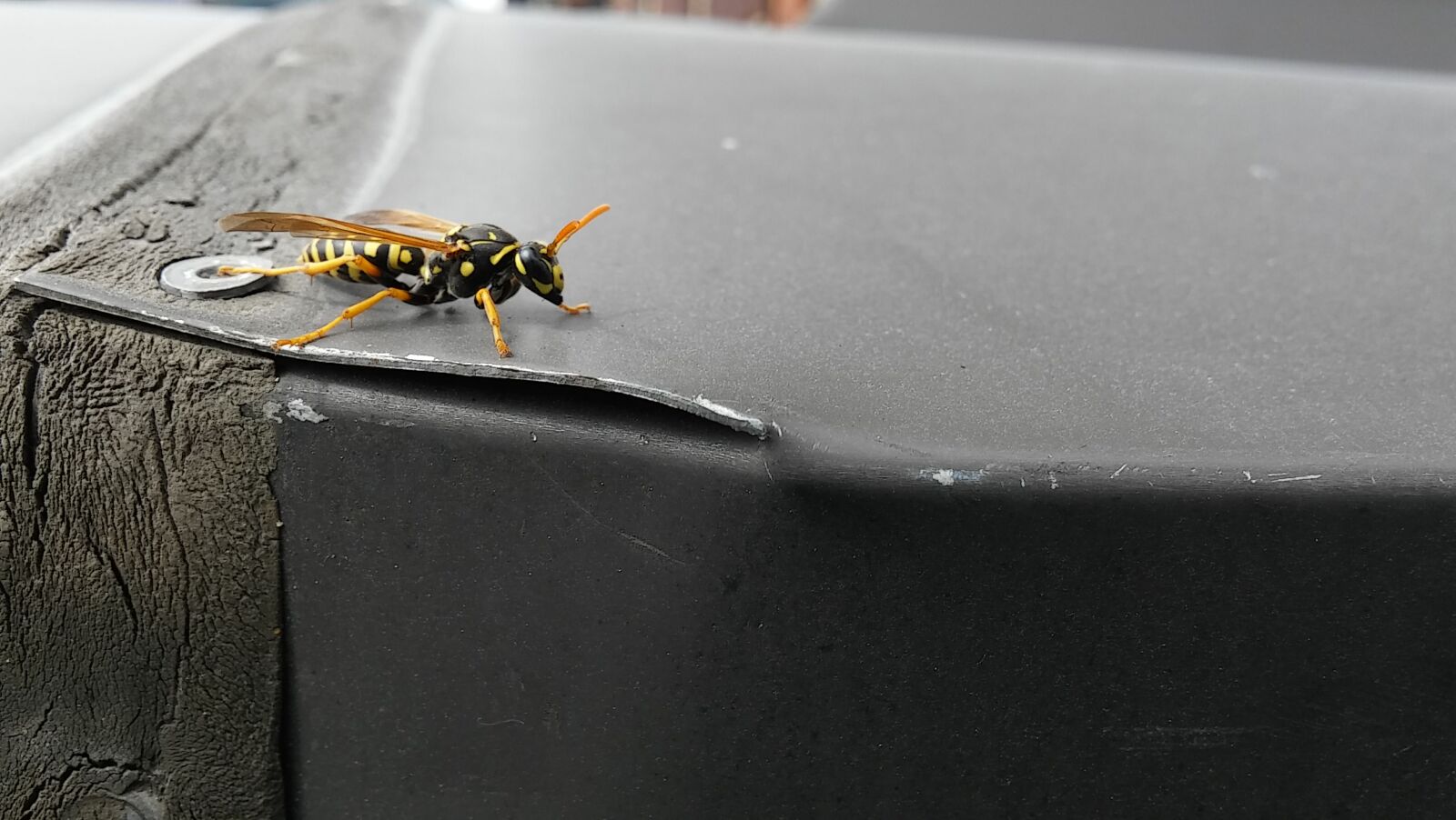 LG G STYLO sample photo. Wasp, nature, smartphone, insect photography