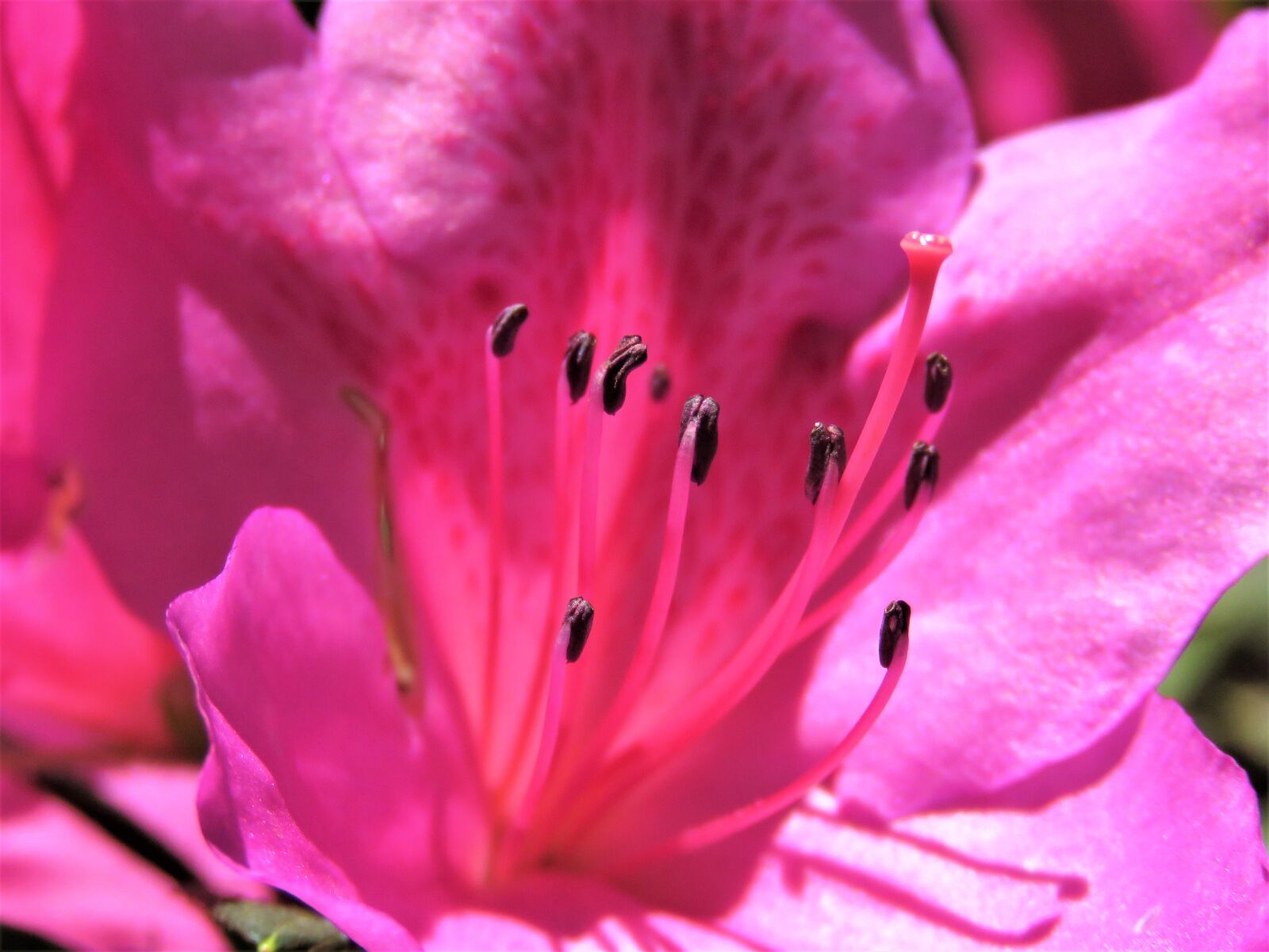 Canon PowerShot SX60 HS sample photo. Flower, nature, flora photography