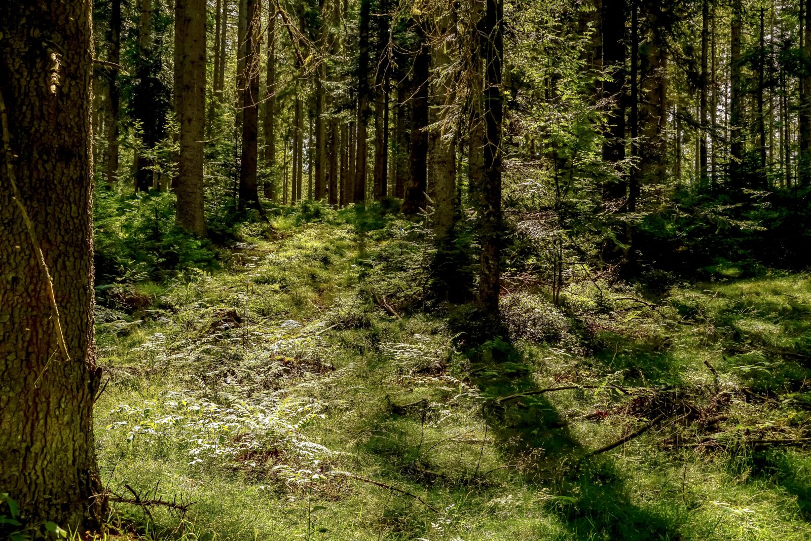 Sony DT 18-135mm F3.5-5.6 SAM sample photo. Forest, fir forest, trees photography