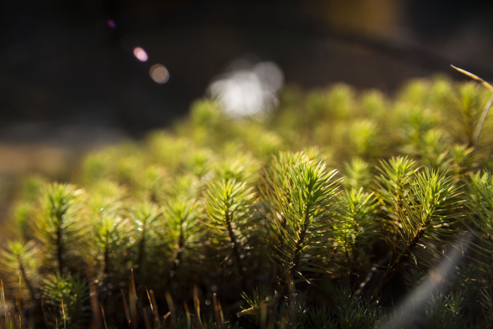 Canon EOS 700D (EOS Rebel T5i / EOS Kiss X7i) sample photo. Forest, green, foam photography