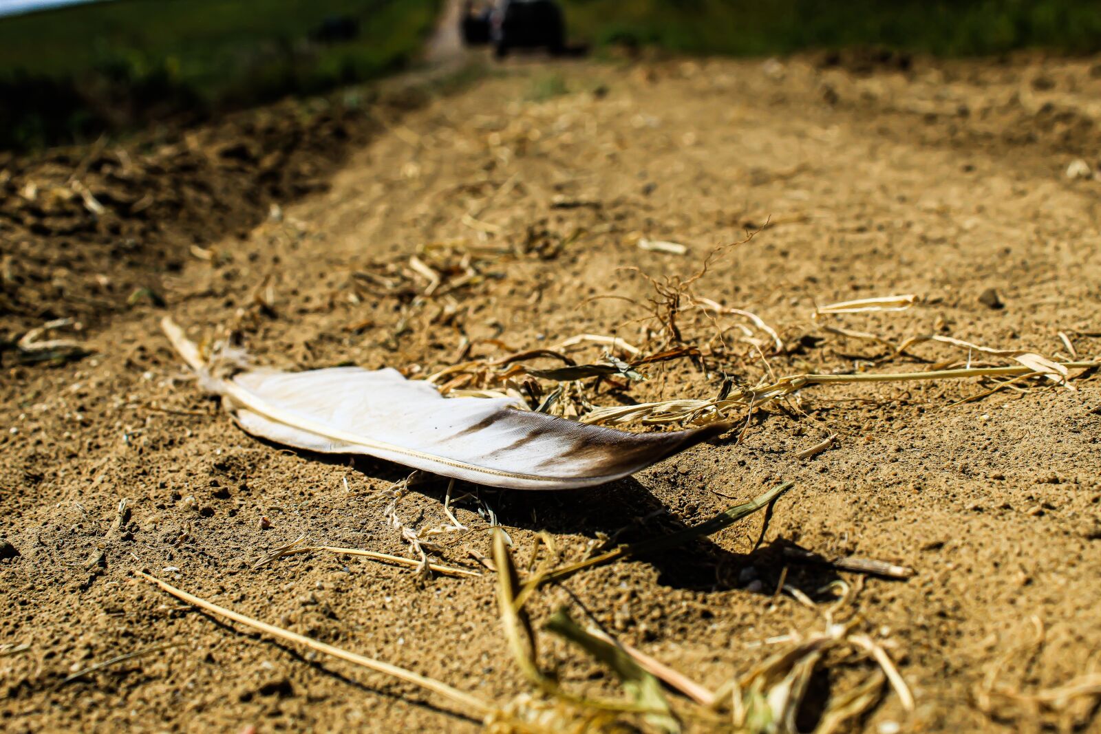 Canon EOS 4000D (EOS Rebel T100 / EOS 3000D) sample photo. Feather, dirt road, road photography