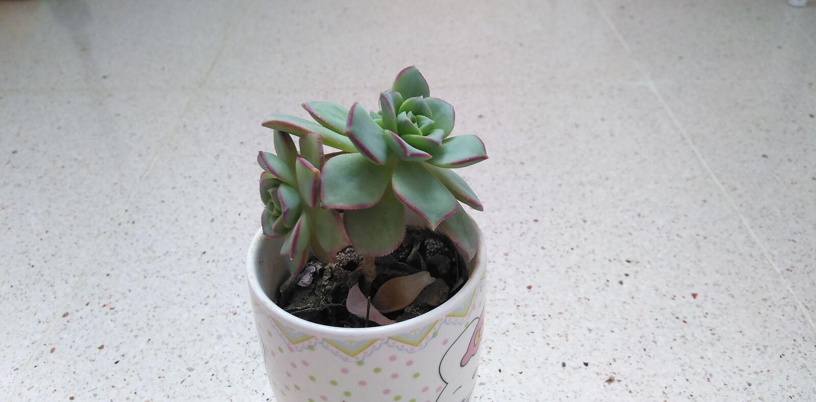 HUAWEI DUB-LX1 sample photo. Perennial, succulent, echeveria photography