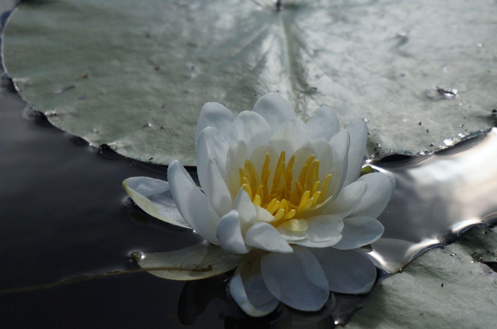 Sony Alpha NEX-3N sample photo. Flower, pond, lily photography