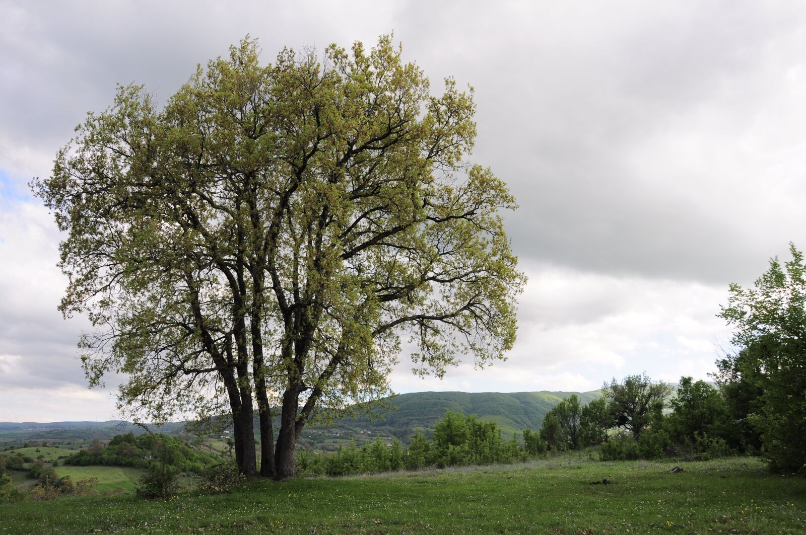 Nikon D90 sample photo. Tree, trees, spring photography