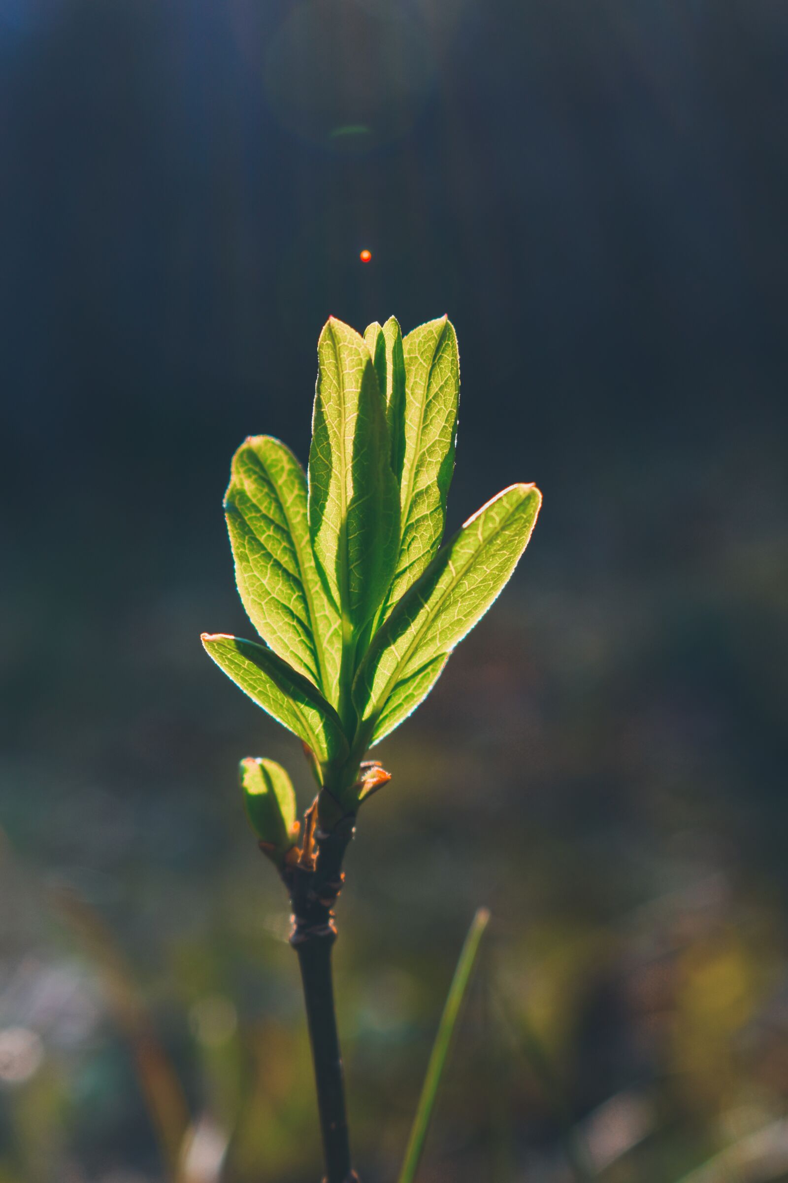 Nikon D3500 sample photo. Sun, green, letter photography