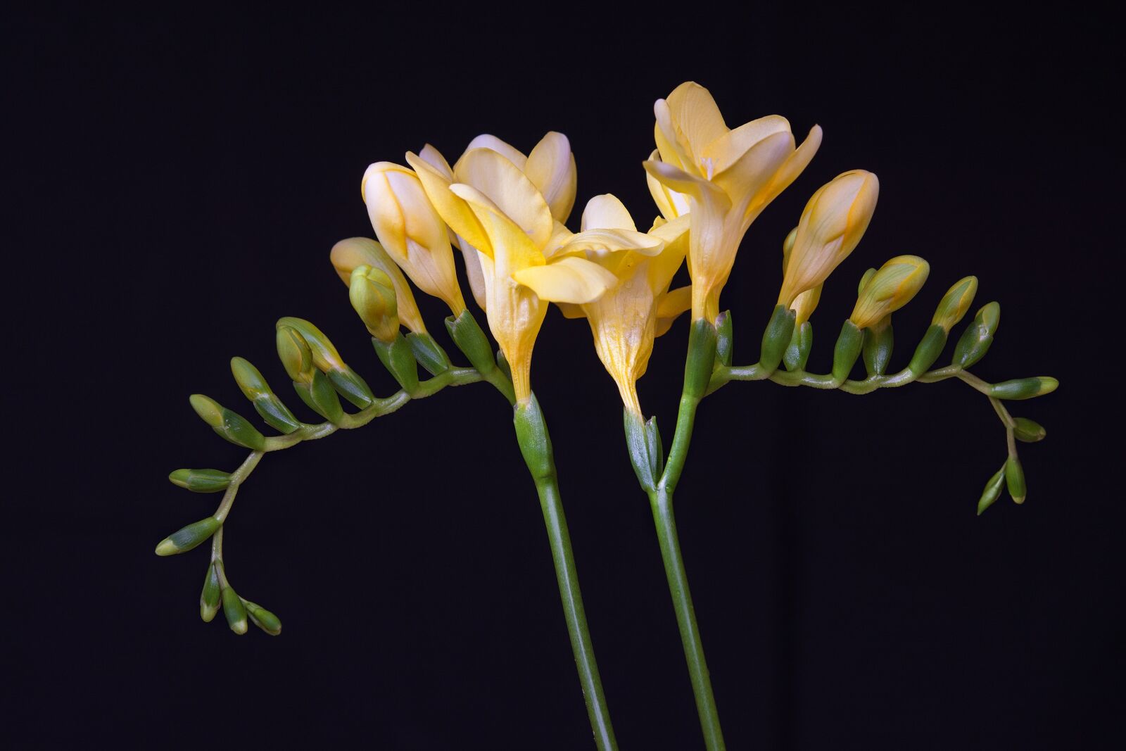 Nikon D7100 sample photo. Flowers, yellow flowers, freesia photography