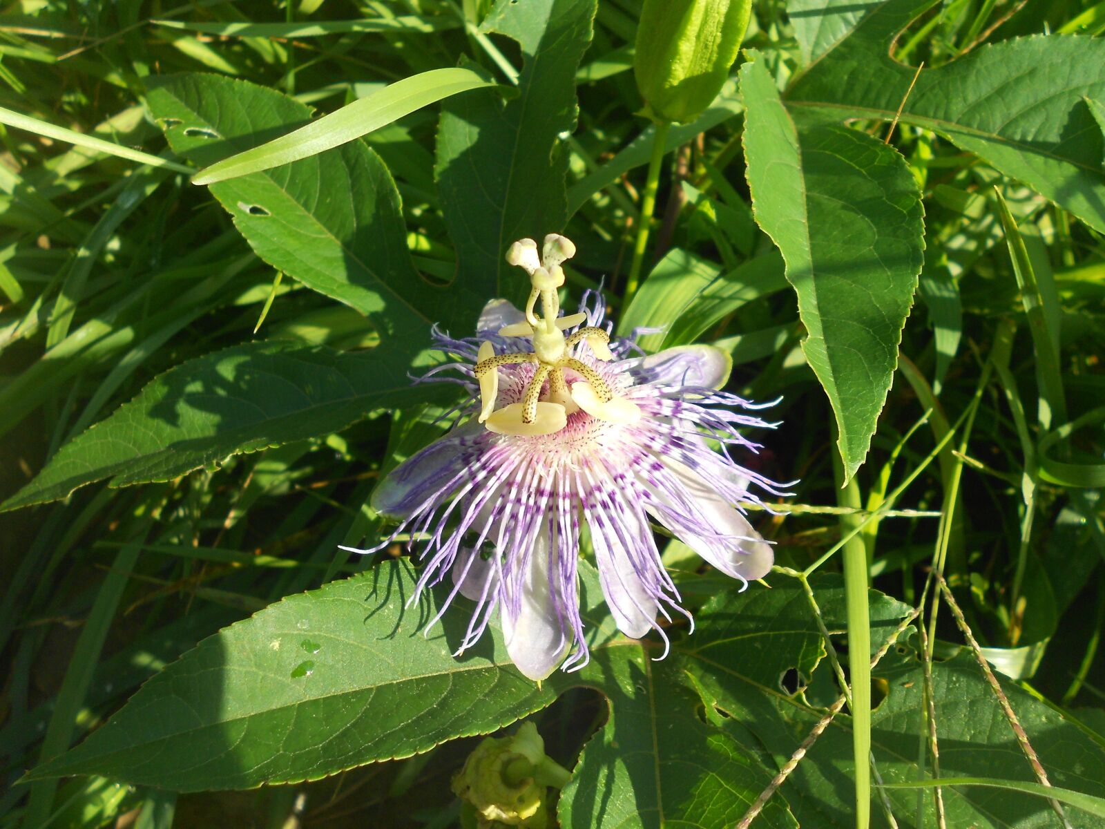 Nikon Coolpix S3100 sample photo. Passionflower, flower, purple photography
