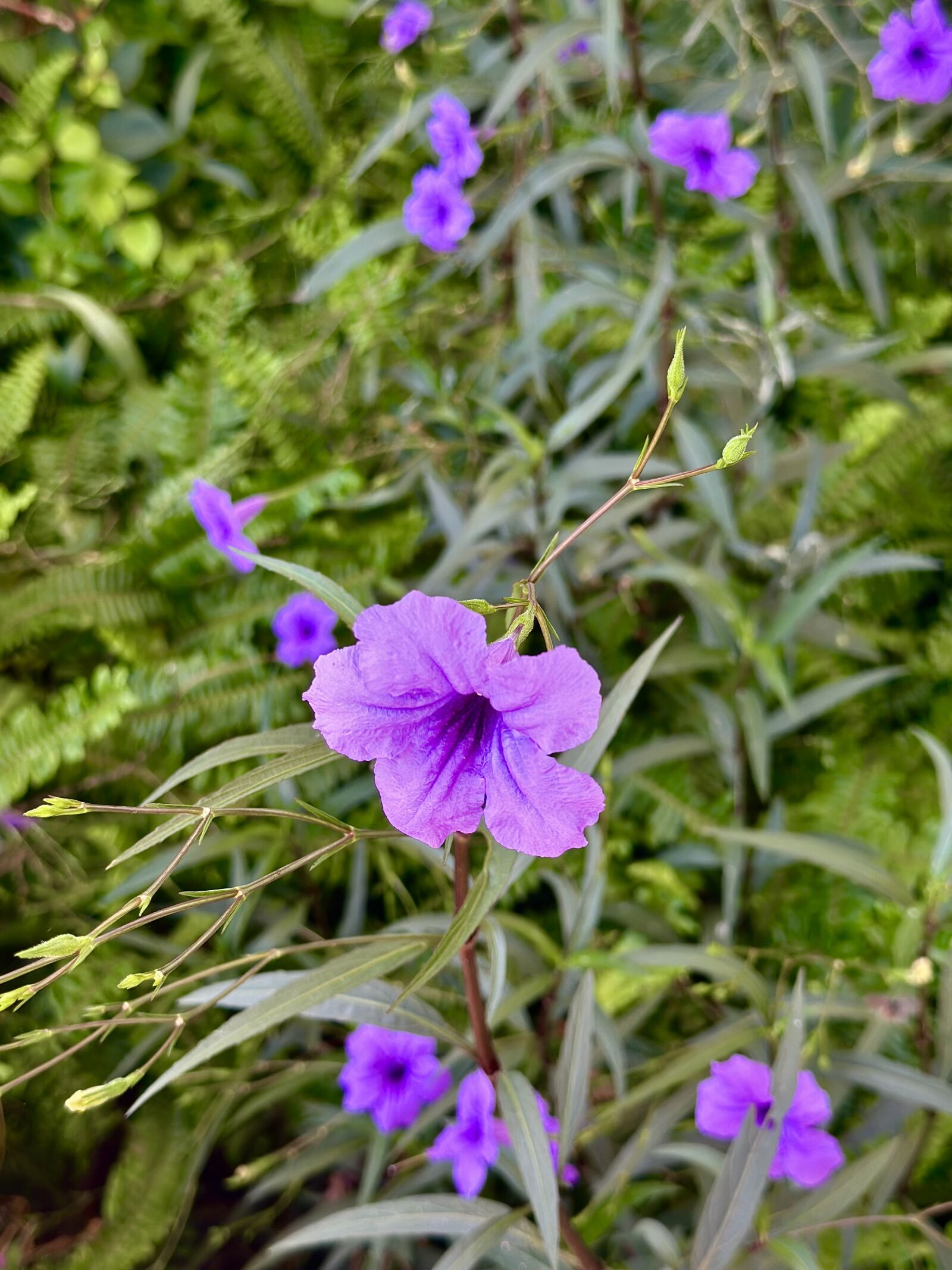 Apple iPhone 14 Pro Max sample photo. Ruellia simplex photography
