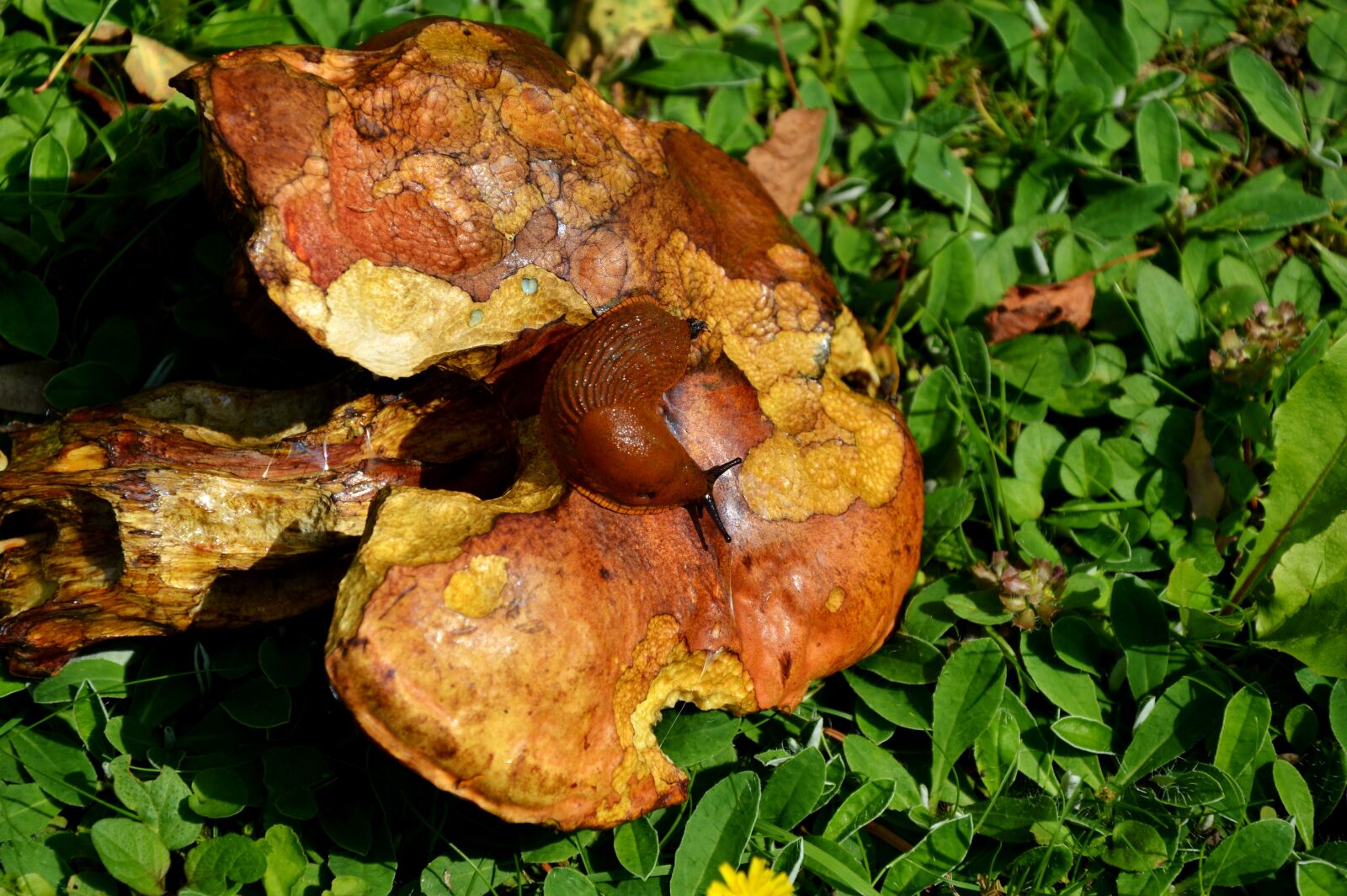 Nikon D3200 sample photo. Mushroom, tube mushroom, red photography