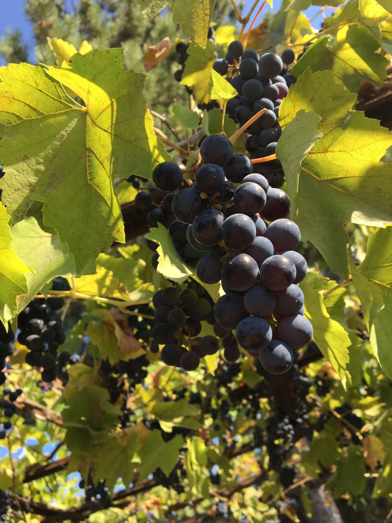 Apple iPhone 6s sample photo. Bunch of grapes, spray photography