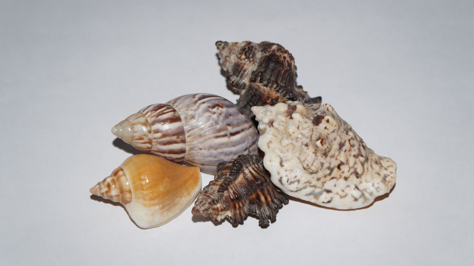 Sony Alpha a3000 sample photo. Mussels, deco, maritime photography
