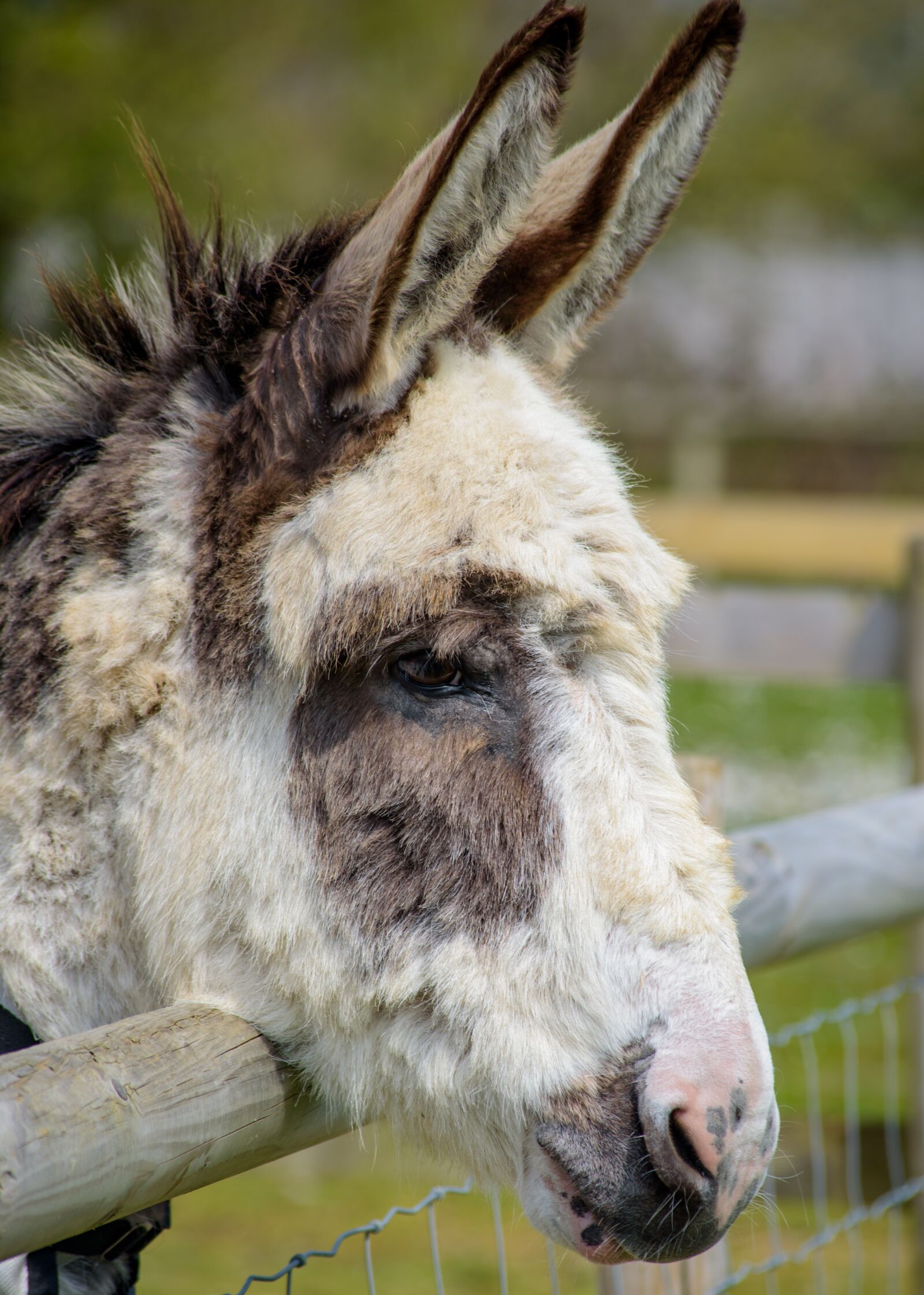 Nikon D750 sample photo. Donkey, animal, head photography