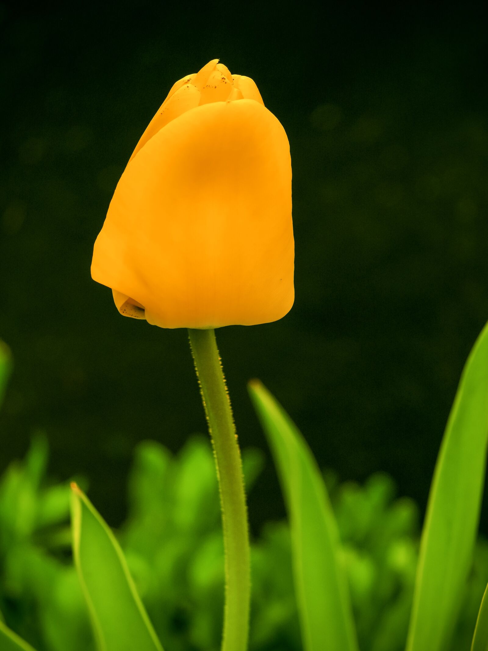 Pentax 645Z sample photo. Nature, spring, tulip photography